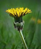 First Dandelion_DSCF01458